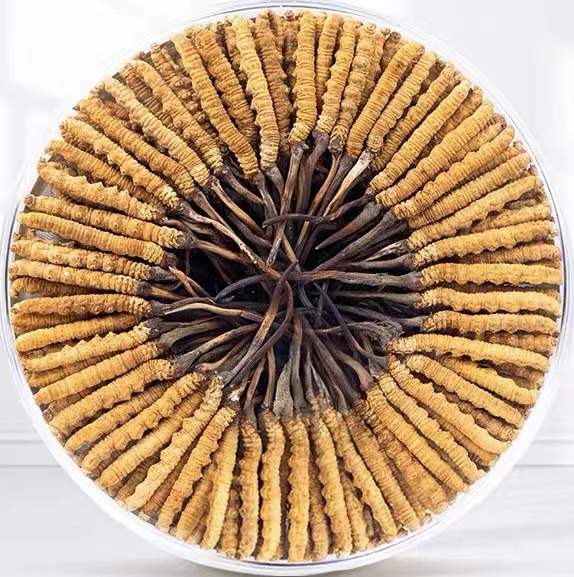 孟连冬虫夏草回收